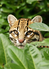 Ocelot